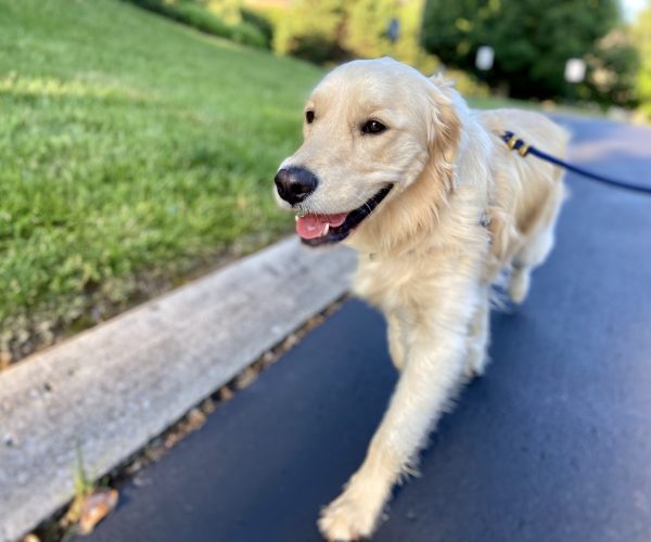 Happy Golden Retriever on a walk