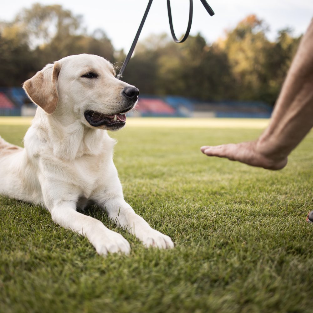 Happy dog working with professional service dog trainer in Sacramento.