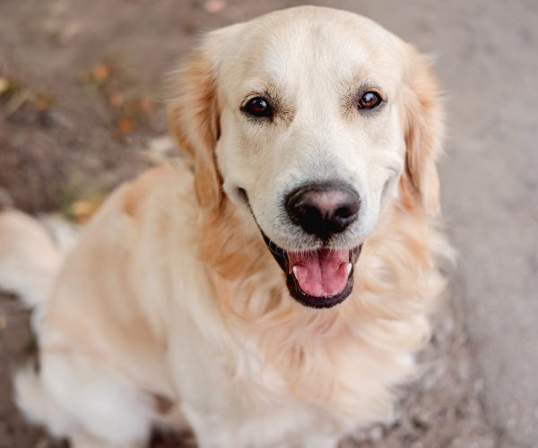 Golden retriever sitting on the group, looking up at the camera.