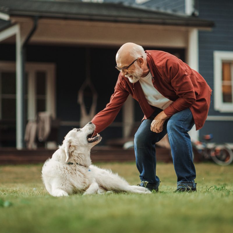 Happy senior man outdoors with his service dog, smiling while petting the animal on the head.