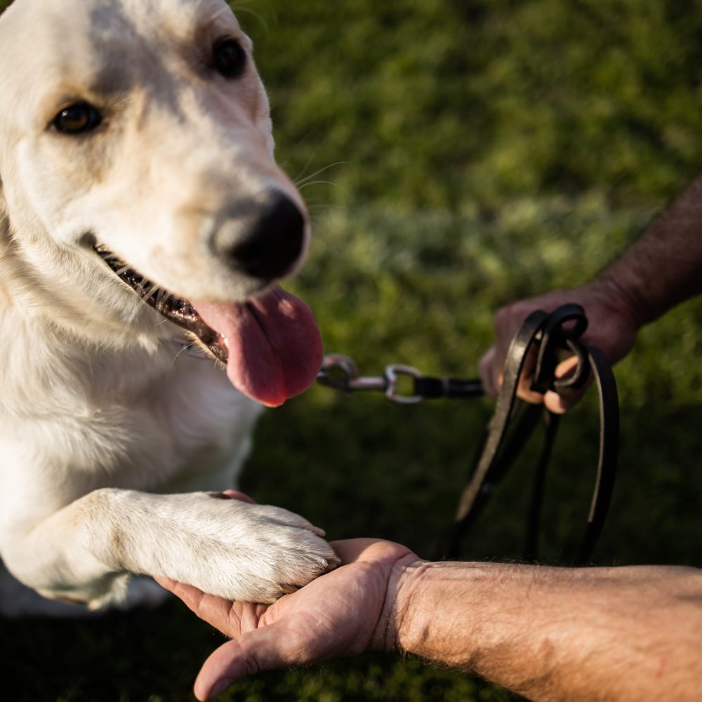 Time to study.Man training his dog.The trainer teaches the dog basic exercises.