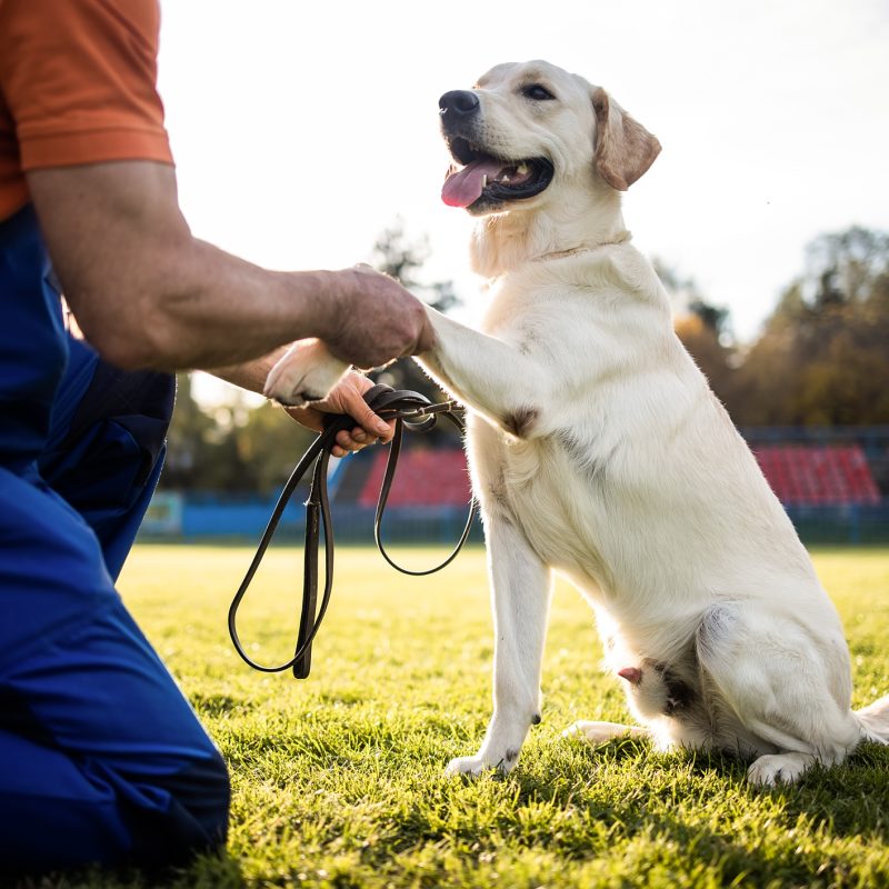 Dog trainer uses positive reinforcement techniques to train service dog for individuals with ASD (Autism Spectrum Disorder).