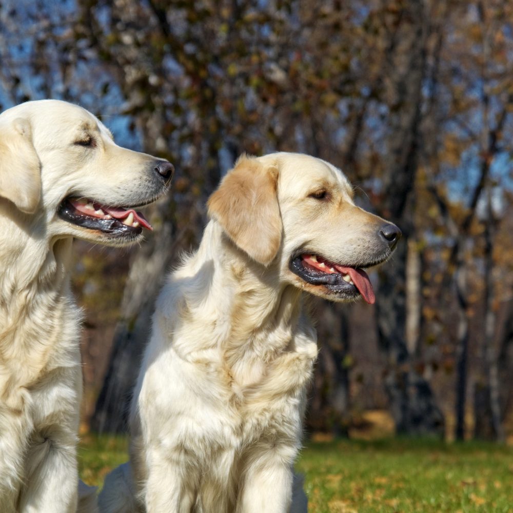 Close up of two golden retrievers in a park, training to become specialized service dogs for people with PTSD.