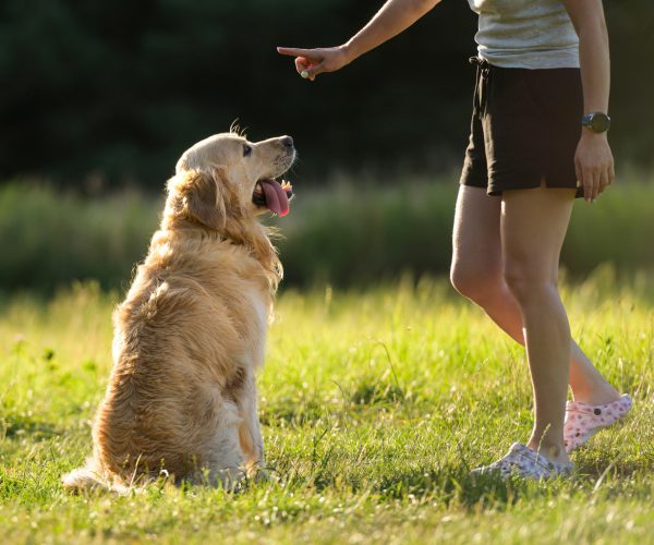 Service dog trainer uses hand signs and positive reinforcement to train golden retriever in a large open field.