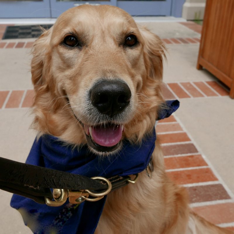 Therapy dog trained to comfort people looks into the camera.