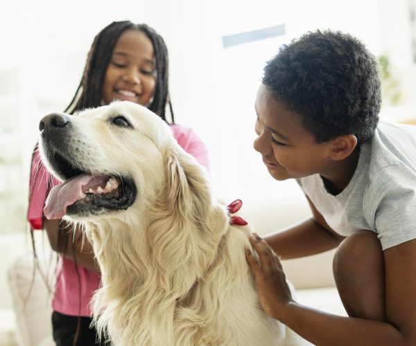 Boy and a girl are petting golden retriever service dog in the living room.