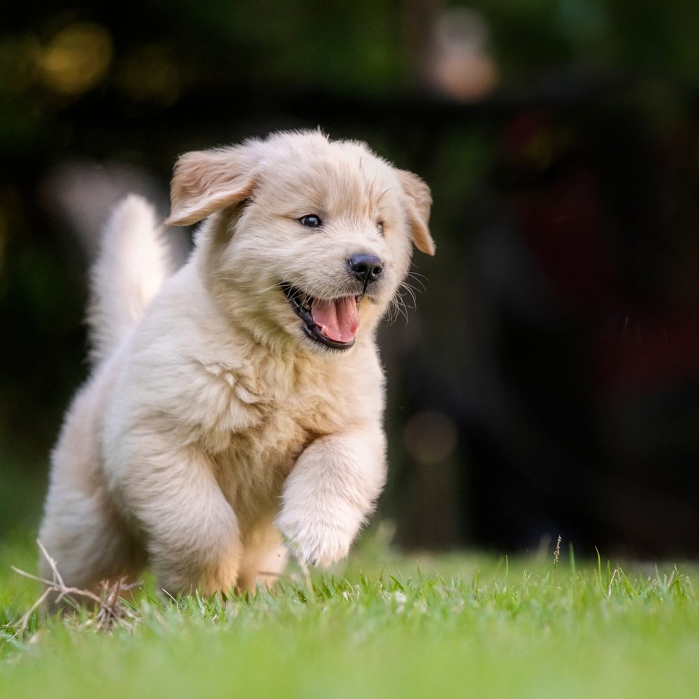 Golden retriever puppy for service dog training runs through the grass.