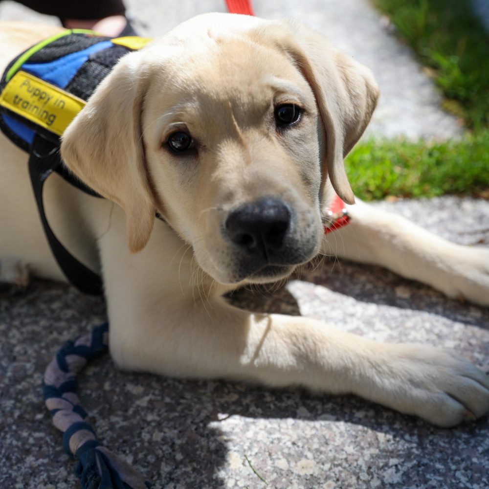 A labrador retriever puppy in training to become a service dog is laying on the ground, looking at the camera.