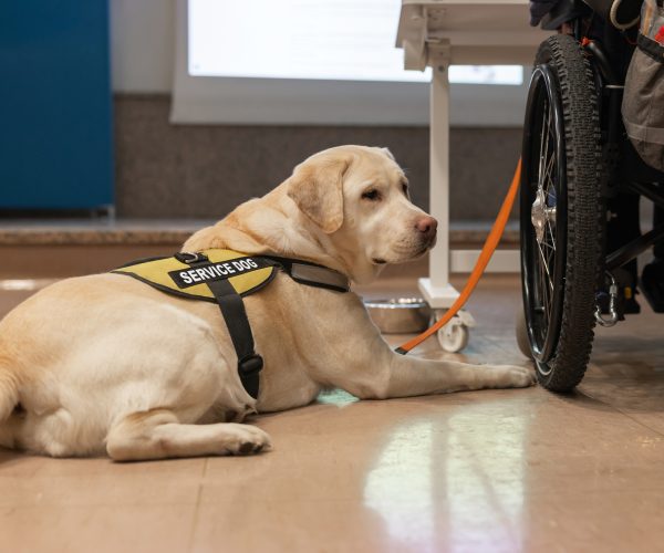 Service dog assists a wheelchair user in a public indoor setting, promoting accessibility and inclusion for individuals with disabilities.