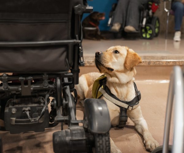 Service dog sits next to a wheelchair user in a public area.