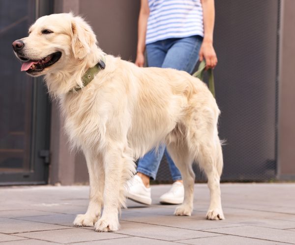 Cute Golden Retriever dog walking with owner outdoors, closeup