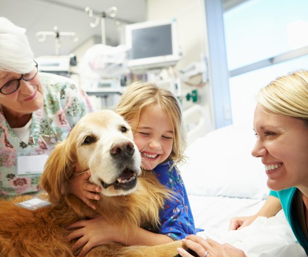 Young Girl Being Visited In Hospital By Therapy Dog