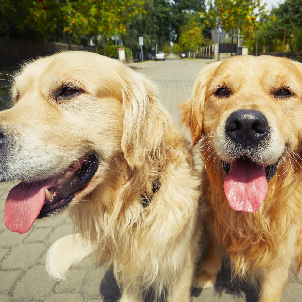 Two golden retriever dogs on the old road.