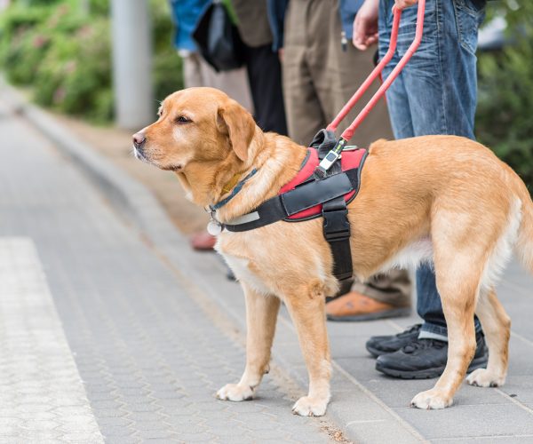 Service dog helping handler cross the street.
