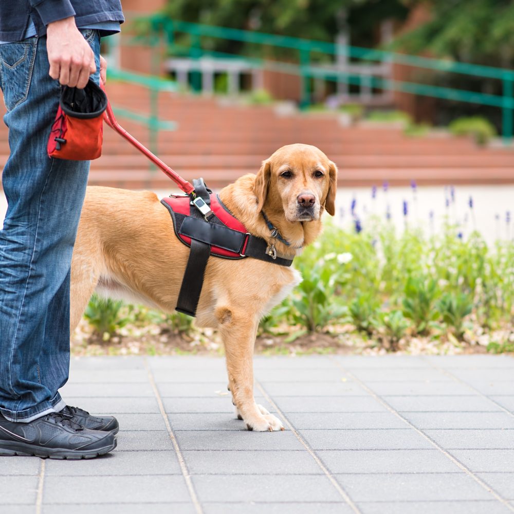 Service dog for Austism Spectrum Disorder helping a man walk in the city.